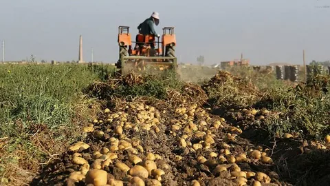 تصویر 3 از خرید هیومیک اسید پودری + قیمت فروش استثنایی